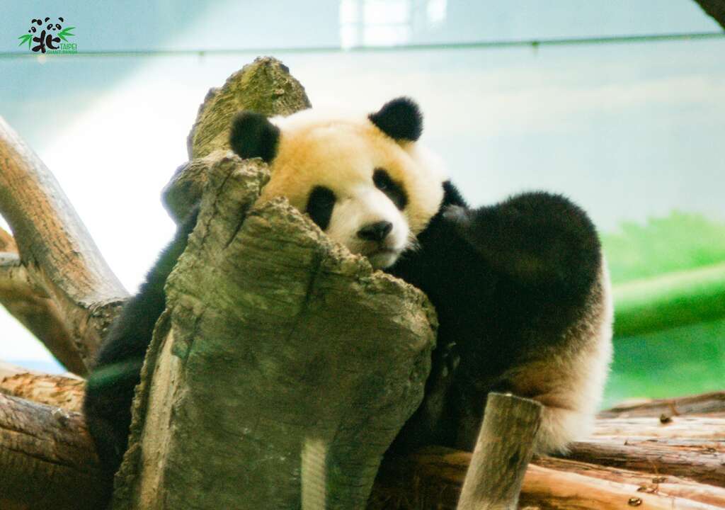 「圆宝」:姊姊是假孕,我是没睡饱啦!