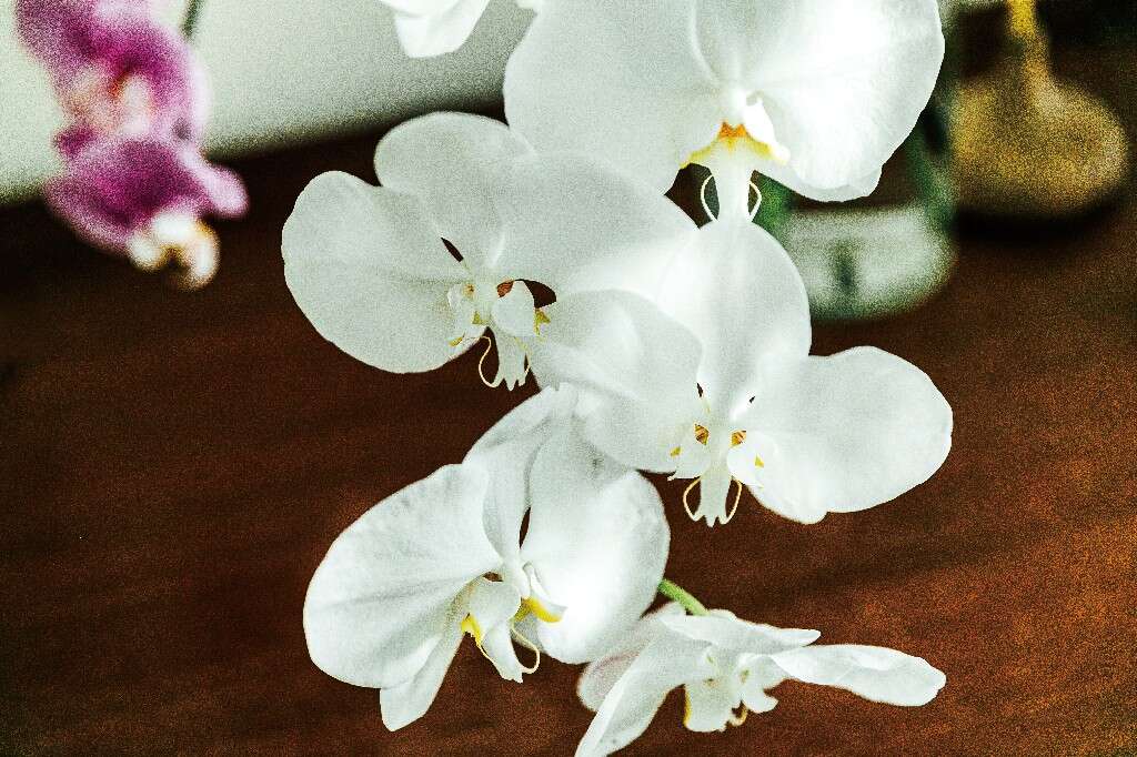 感官花子X翁氏-0036~1