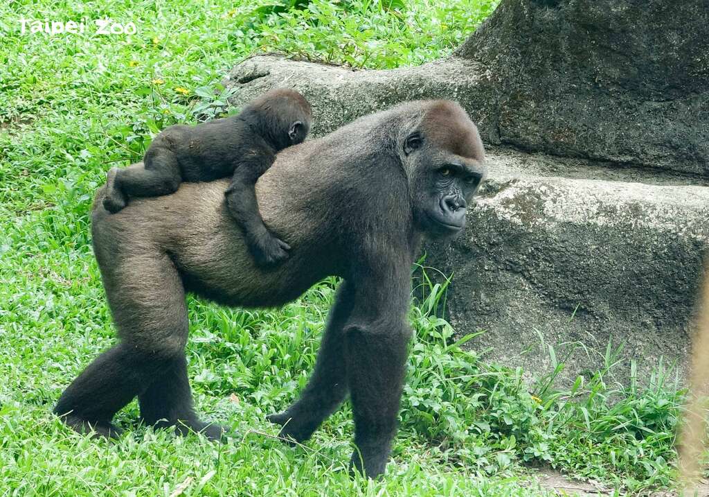 「Jabali」:妈咪你在笑什麽?「Tayari」:不用整天一直抱着小婴儿好轻松啊!