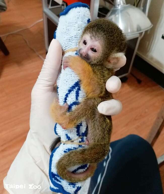 保育员用毛巾、袜子给松鼠猴宝宝做抱枕