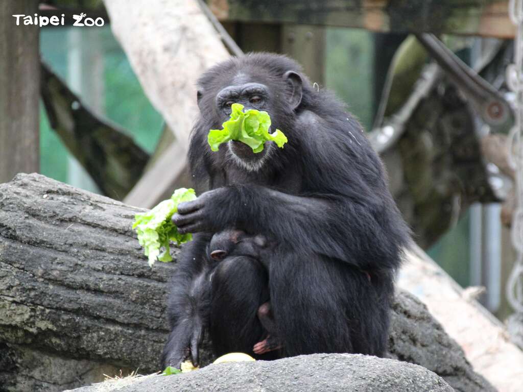 面对这一群聪明的动物们，要让他们依照食谱吃下设计好的各类营养，食材选择、分配与喂食顺序都是非常具有挑战性的（黑猩猩）