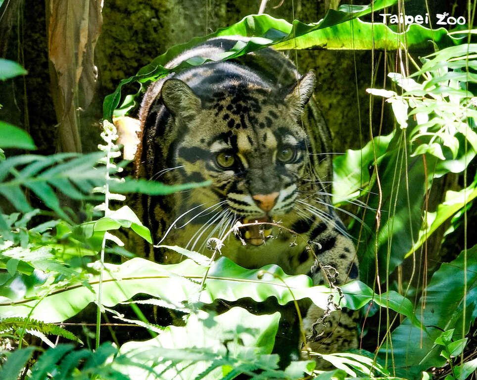 今（84）天是一年一度的「国际云豹日（International Clouded Leopard Day）」