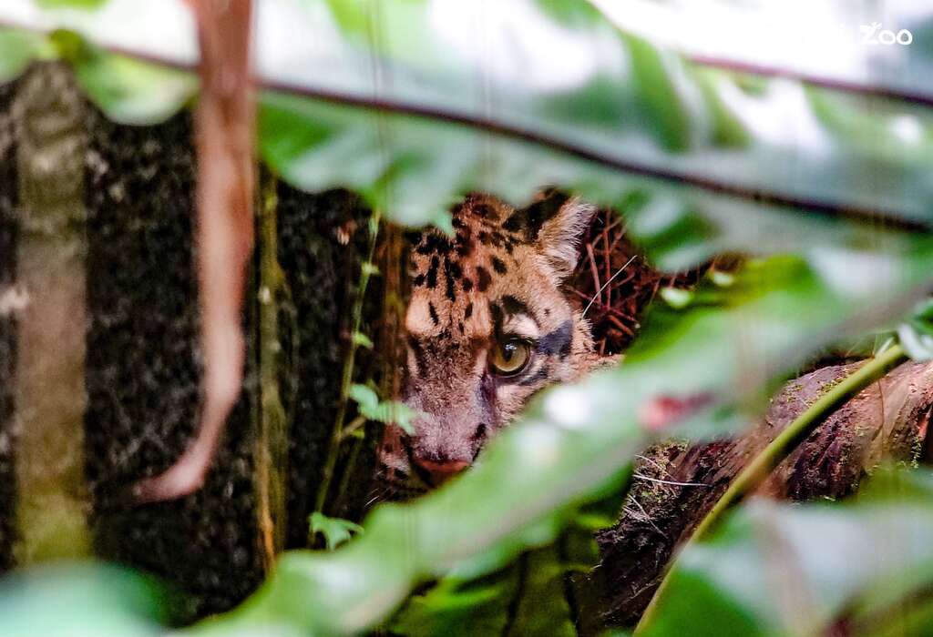 International Clouded Leopard Day: Latest Updates on Taipei Zoo’s “Suki”