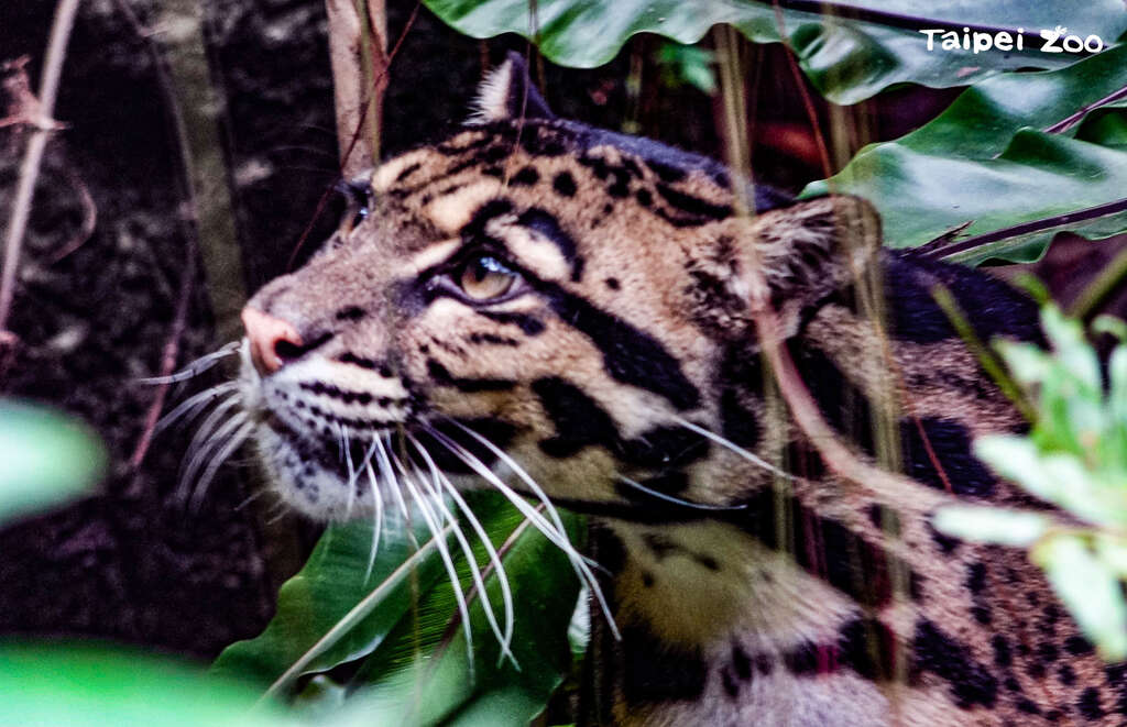 International Clouded Leopard Day: Latest Updates on Taipei Zoo’s “Suki”