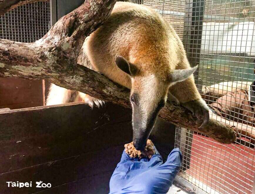 新加坡動物園的保育員檢查過後，給予「紅豆」補充水分和食物