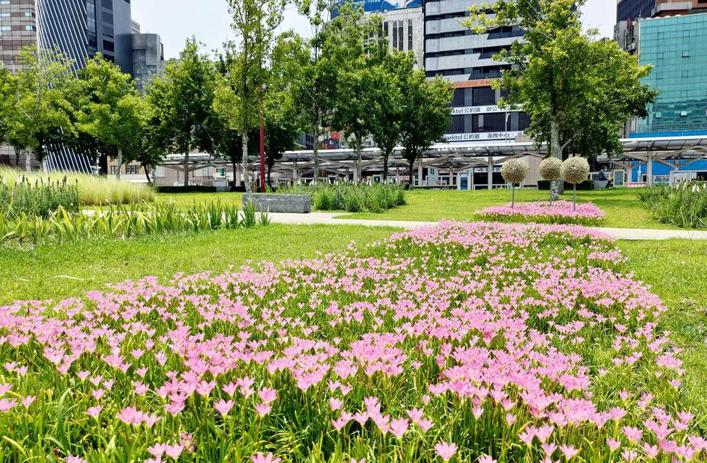 綻放的花朵與周邊多層次的植栽相呼應著
