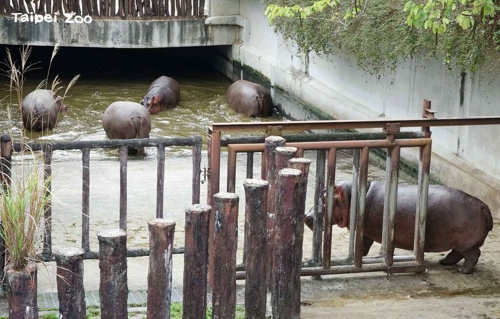 河马:又是苦瓜!啍!想骗我们没门,走了!走了!