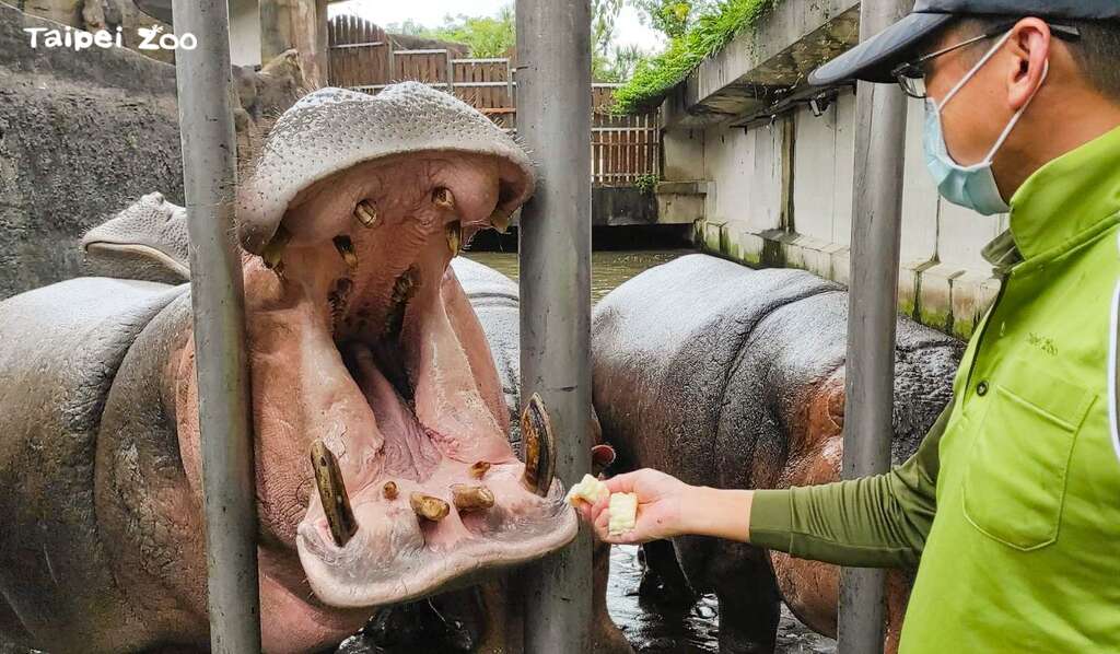 第一次训练,河马们还不知道什麽是苦瓜,看到保育员拿着食物,就张大嘴巴排排站好,等着保育员把好吃美味的食物扔进嘴里