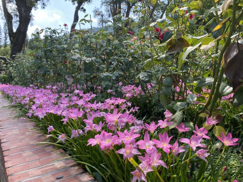 西式庭园旁的粉色的风雨兰模样可爱极了