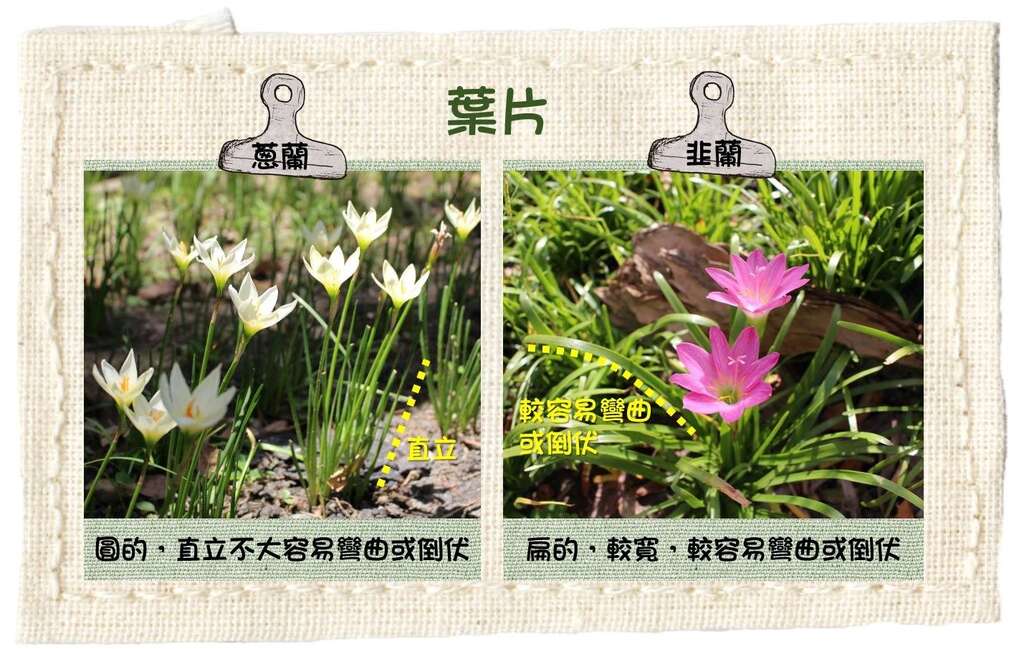 葱兰及韭兰叶片的分辨方式