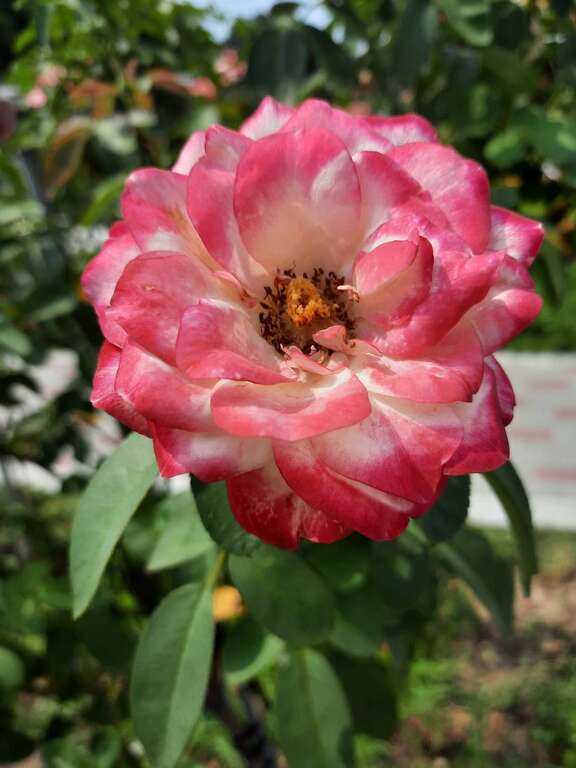 「櫻桃派」也被稱為「摩洛哥公爵」，生長快速並具有開花性，花瓣邊緣由粉至紅具有