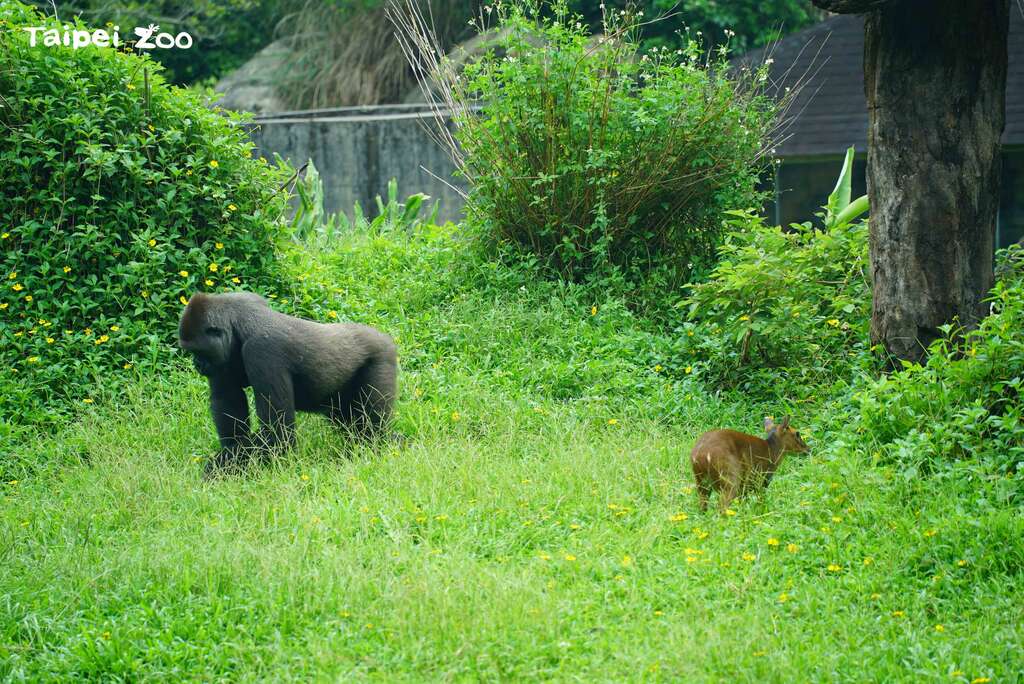 金剛猩猩和山羌這兩物種間一直是偏向不會互相干擾的關係
