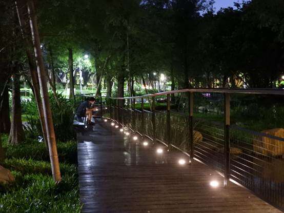 夜色低垂的落羽松步道