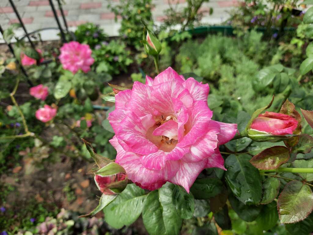 「奇蹟」花瓣为桃红白色绞纹，高心杯状花型，为巴龙洛察在台湾的芽变品种。
