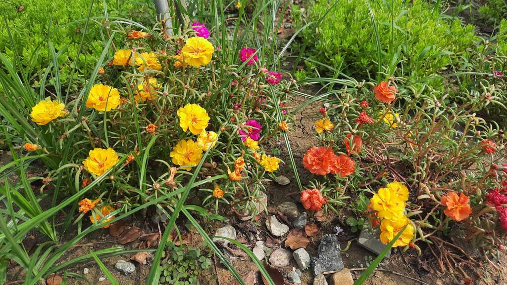 多色混植的「松叶牡丹」就像彩色花毯，容易栽种又耐热，被称为太阳的孩子。