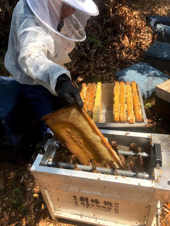 採蜜前的重要步驟-刷蜂