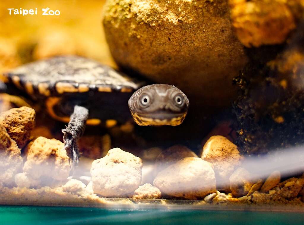 胆小的蛇颈龟宝宝有时甚至会被食物吓到、不敢进食