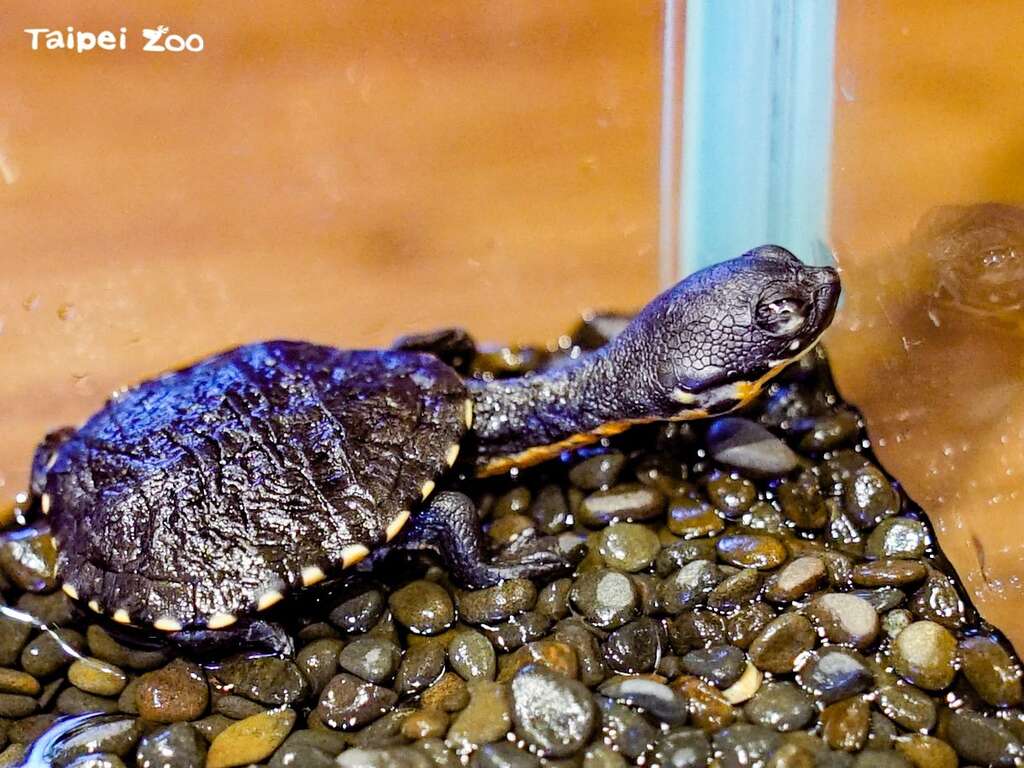 台北市立动物园首次成功繁殖罗地岛蛇颈龟