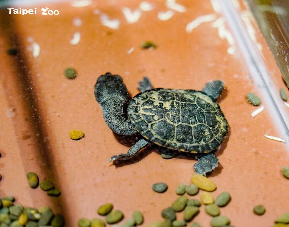 羅地島蛇頸龜被IUCN國際自然保育聯盟紅皮書列為CR(極度瀕危)等級