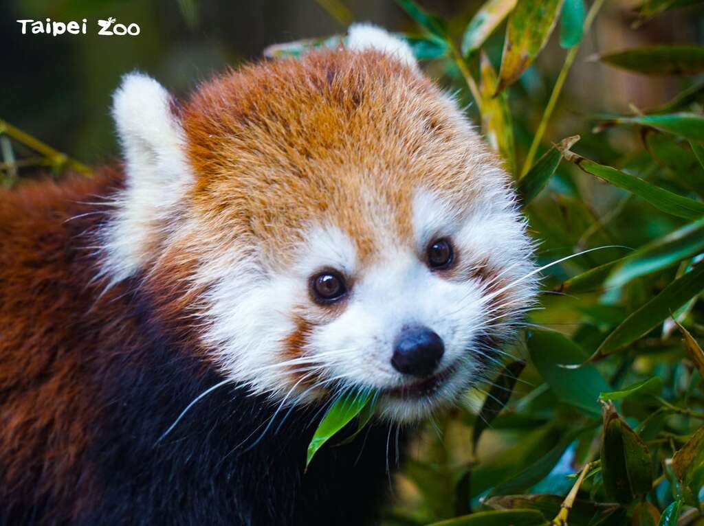 温带动物区的小猫熊家族再添成员！
