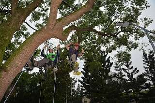 Tree-climbing Event at Daan Forest Park Promotes Environmental Awareness