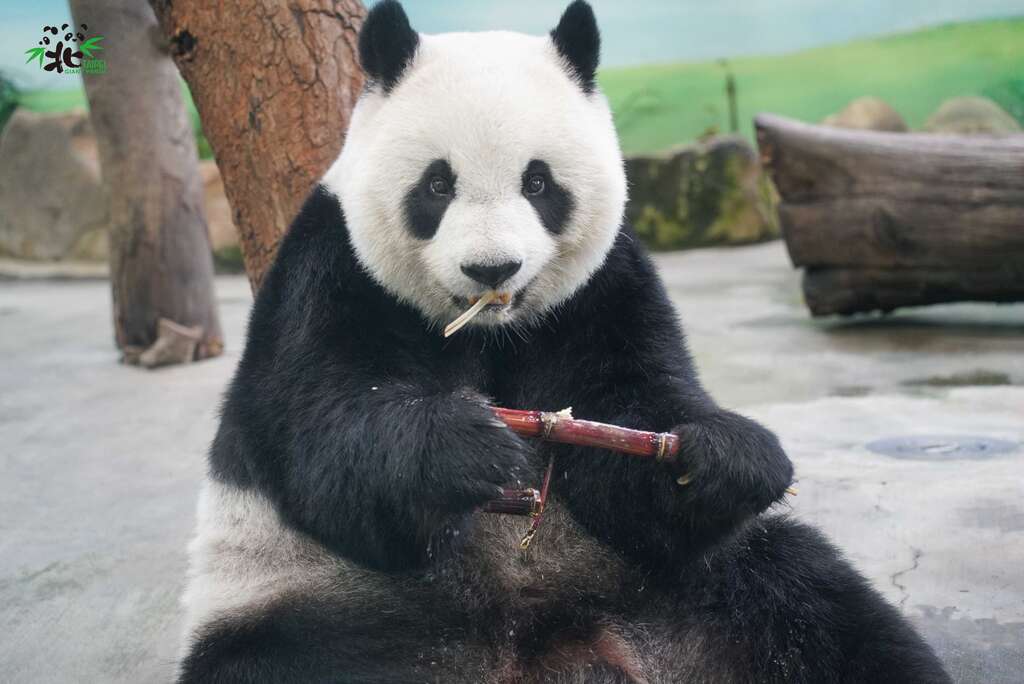 有好吃的甘蔗就不生氣了！（圓仔」）
