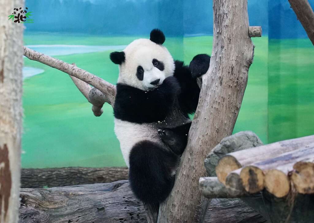 圓仔：你們要祝福爸爸的話，跟我說就可以了，我會一一轉達！