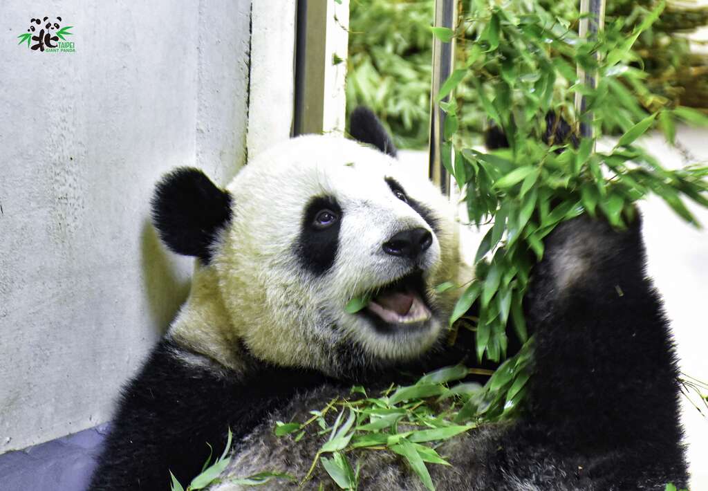 「圆宝」成功转换食性，现在吃的食物和成年猫熊几乎一样