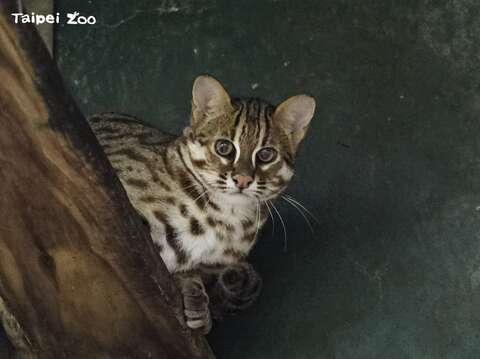 石虎の次男坊が台湾動物区の新居に引っ越し