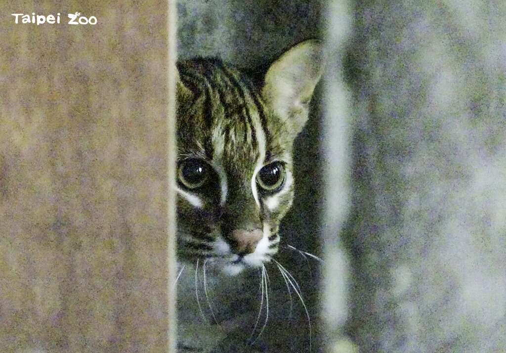 石虎二哥越来越独立了，也能靠自己的力量捕食猎物