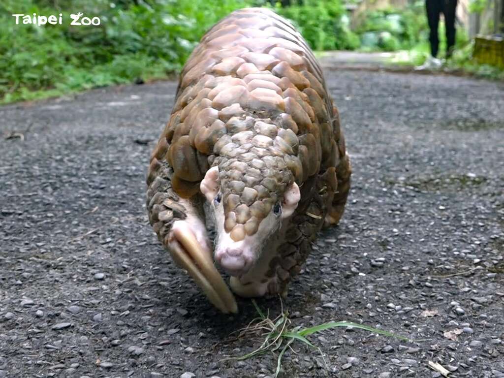 台湾ミミセンザンコウ　保護と飼育の記録
