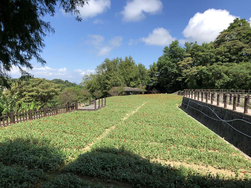 樟树步道-百日草
