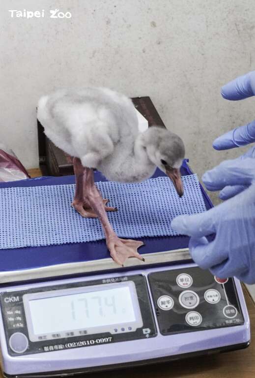 人工哺育的鸟宝宝每天都要秤重