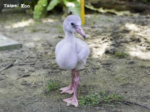 台北市立動物園-ヒナ鳥の世話を大公開