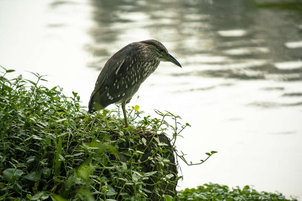 在袁孝维眼中，台北的盆地地形、河口的沼泽地，提供候鸟与过境鸟丰富的栖地资源， 因此不管是在这座城市的中心或近郊，都能因着各自的环境条件观察到不同的鸟类。（摄影／颜涵正）