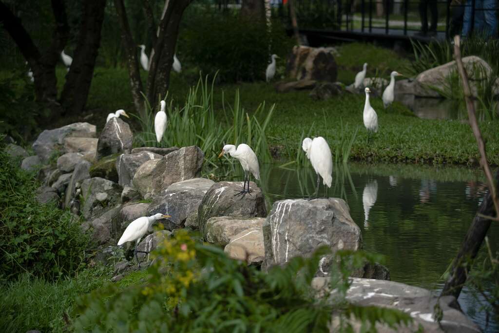 大安森林公园的生态池，引来许多白鹭鸶栖息。（摄影／颜涵正）