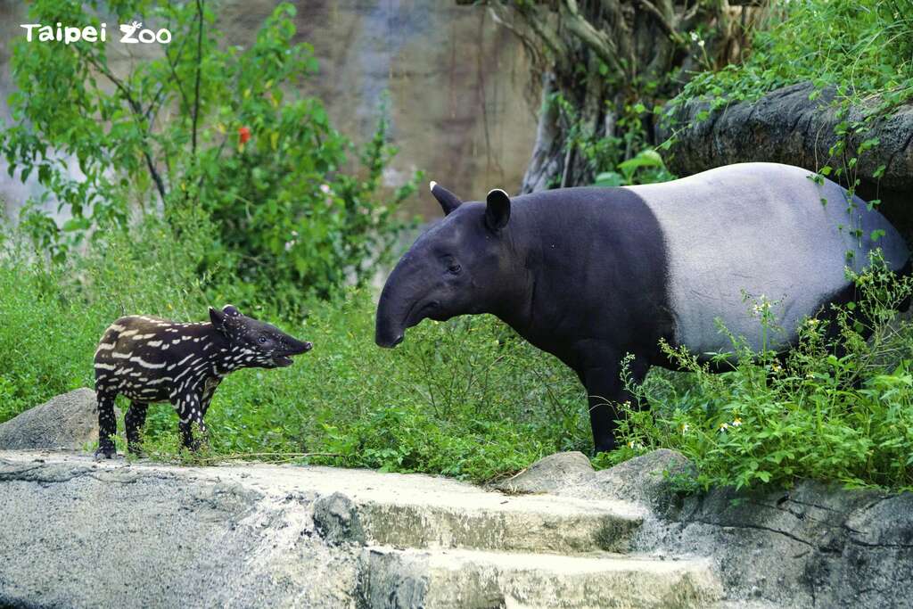 馬來貘的寶寶都有著斑點狀的斑紋，可以幫助牠們棲身在草叢中變得較不醒目（詹德川攝）