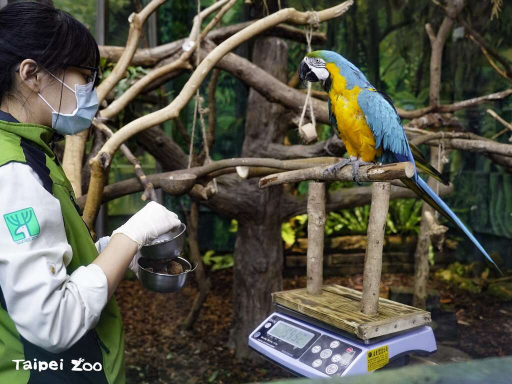 保育員透過日常訓練,讓鸚鵡習慣站在架子上量體重