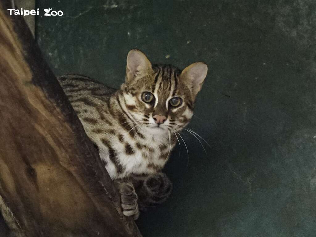石虎の次男坊が台湾動物区の新居に引っ越し
