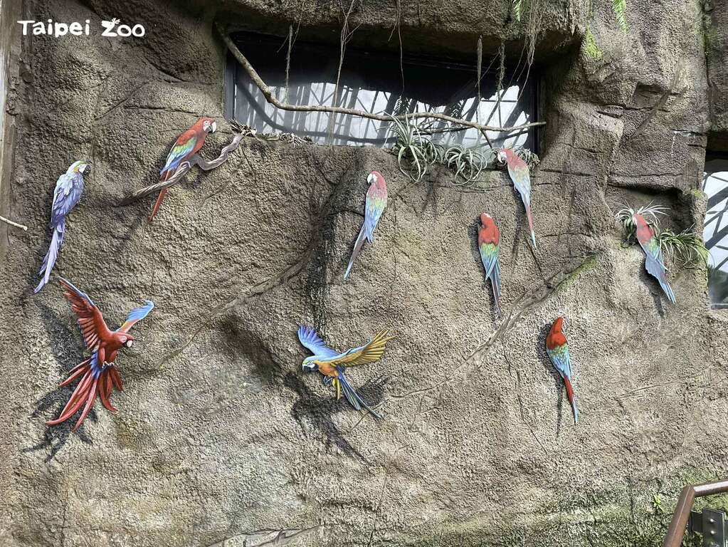 崎嶇不平的仿泥土牆，是模擬雨林生活的金剛鸚鵡，會飛到河邊等特定地區，享受豐盛的泥土大餐