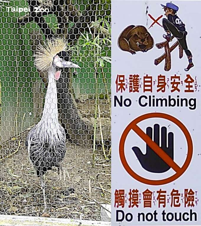 冠鶴的嘴喙十分有力，觸摸可能會被啄傷