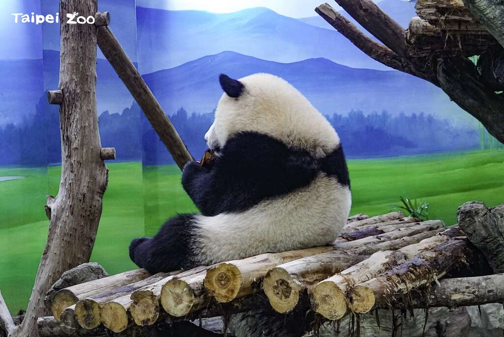 圆宝：大家如果用闪光灯拍照，以後就只能看到我的背影而已哦！