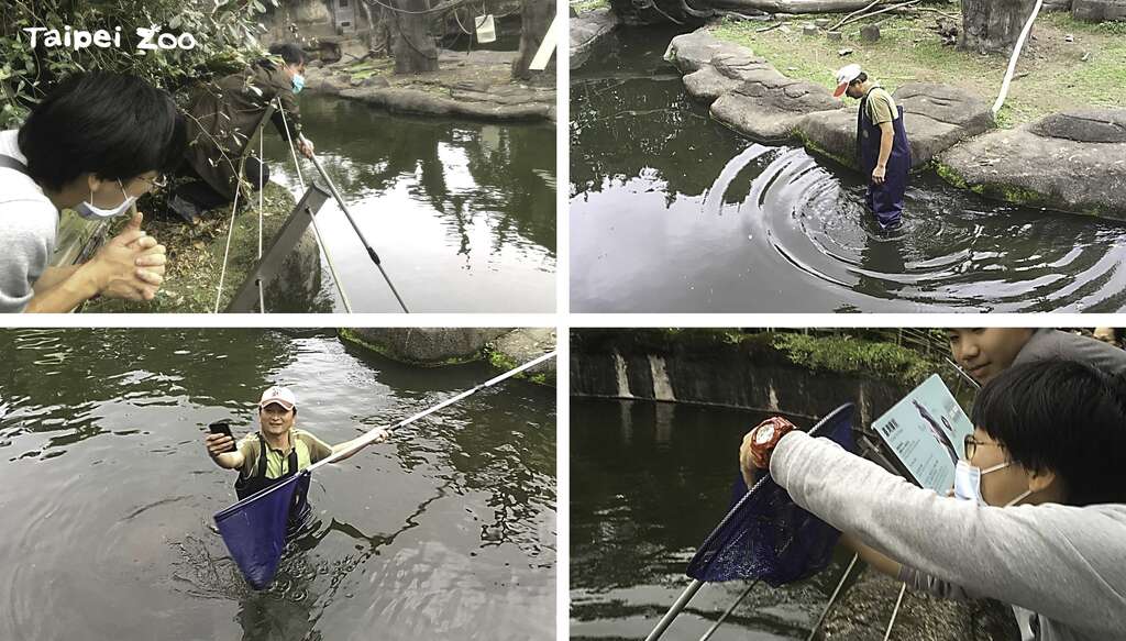 遊客的手機不慎掉落臺灣獼猴島水池，保育員幫忙下水打撈
