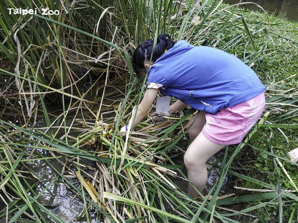 营队学员亲自下田采收筊白笋