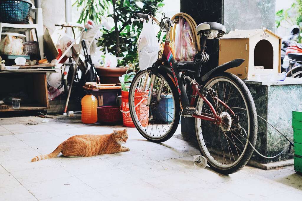有猫屋的街猫