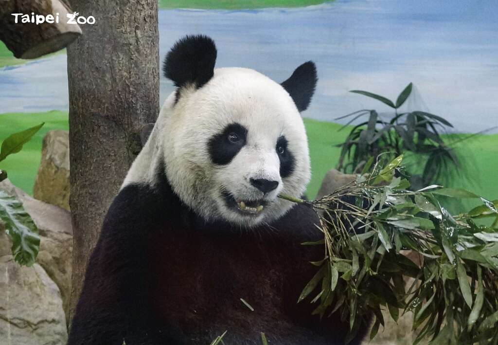 圓圓:等「圓寶」獨立了,我就可以享受單身生活啦!