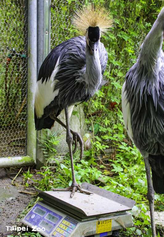 動物体重測定の秘密を大公開