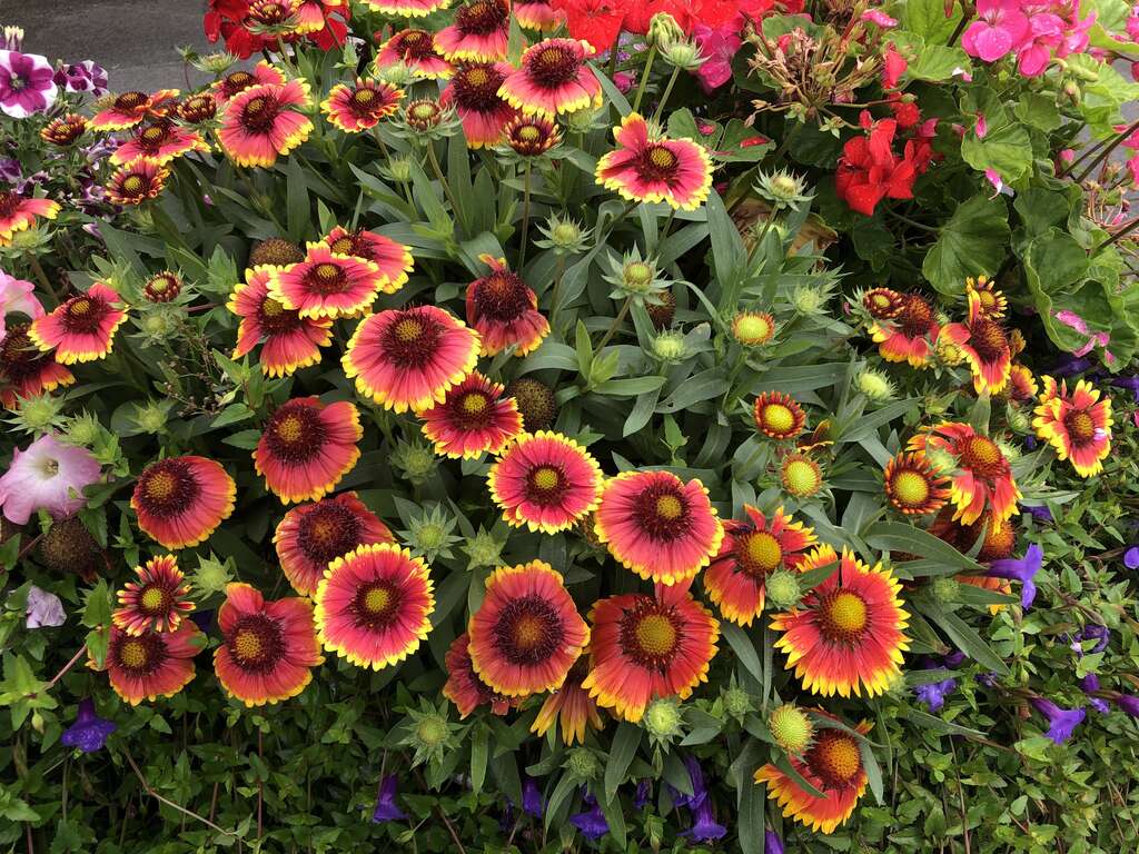 澎湖縣縣花「天人菊」，因植生密度高，遠遠的望去有如一片紅花黃邊的草毯。