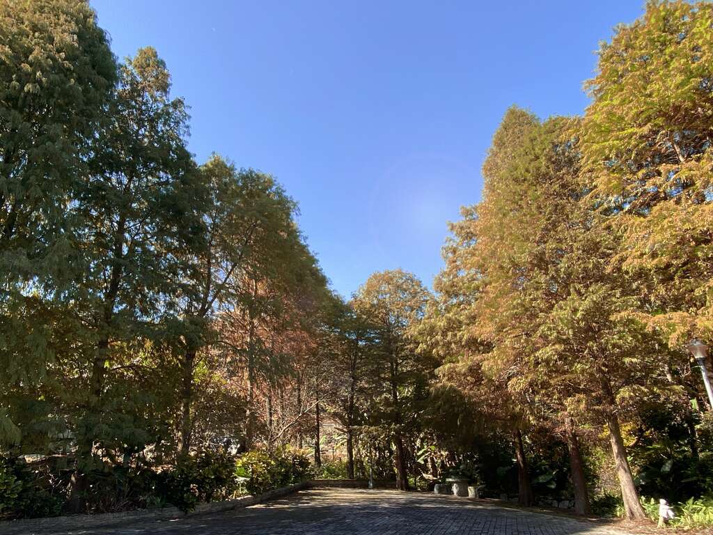 落羽松正逐步换上新装