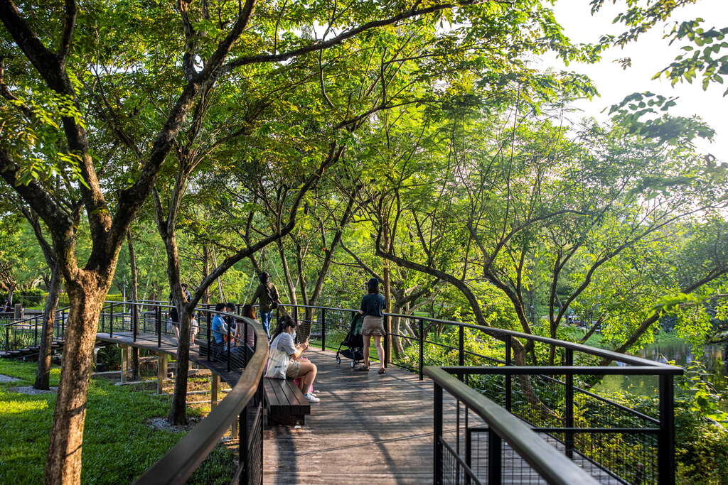 生态池旁群树环绕的落羽松步道